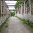 La treille dans l'entrée du Parc La Garenne Lemot à Clisson (44)