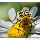 La Trichie fasciée (Trichius fasciatus)