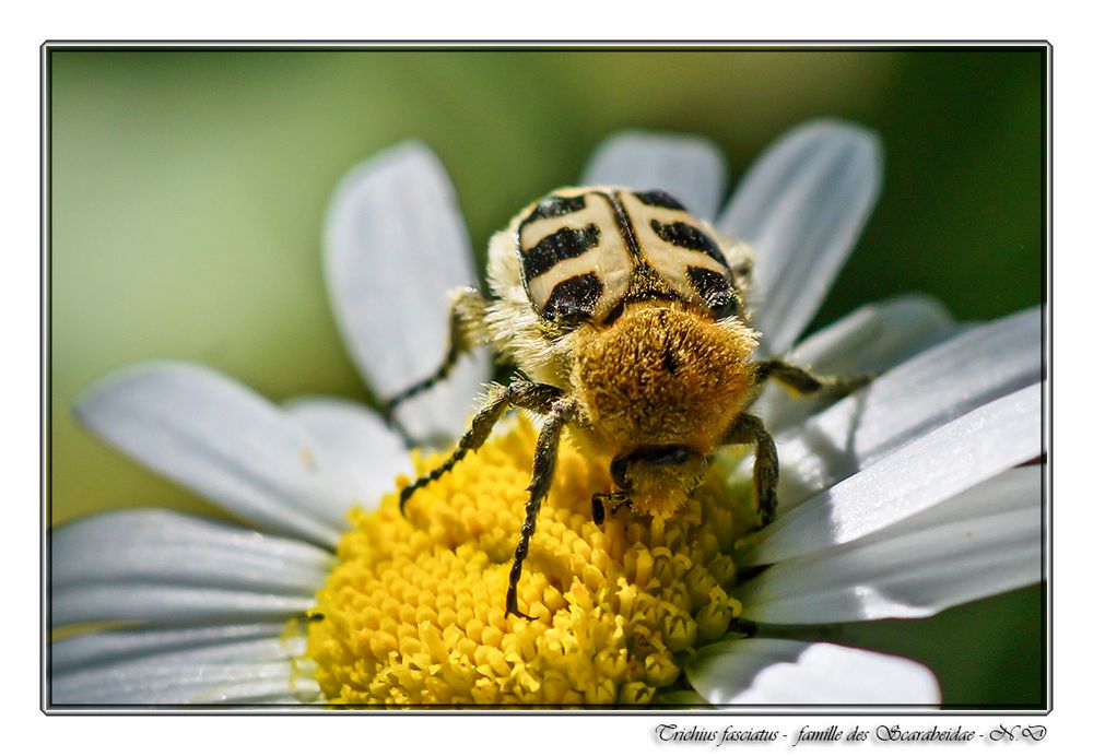 La Trichie fasciée (Trichius fasciatus)