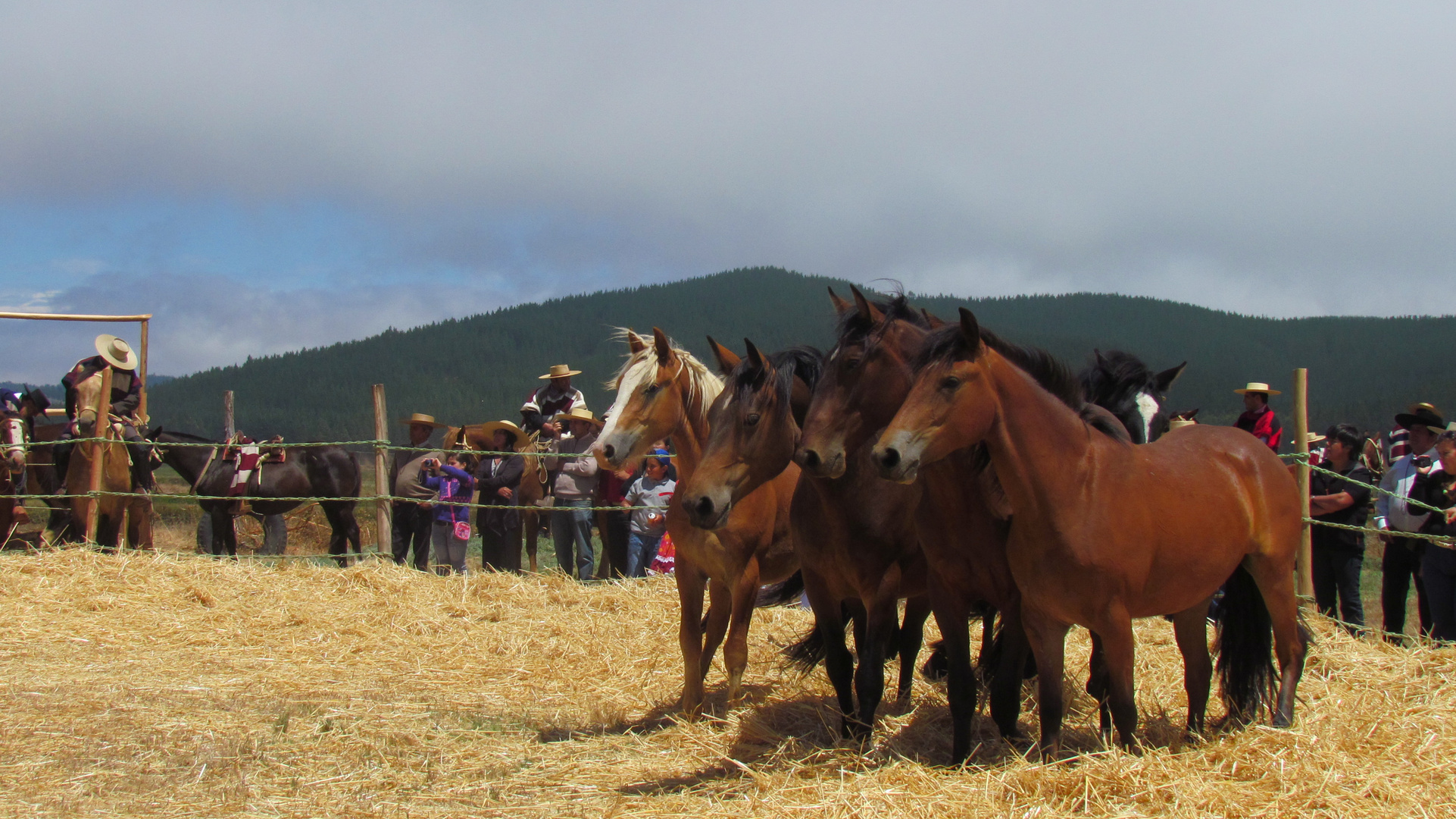 La Trilla in lo Valdivia