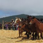 La Trilla in lo Valdivia