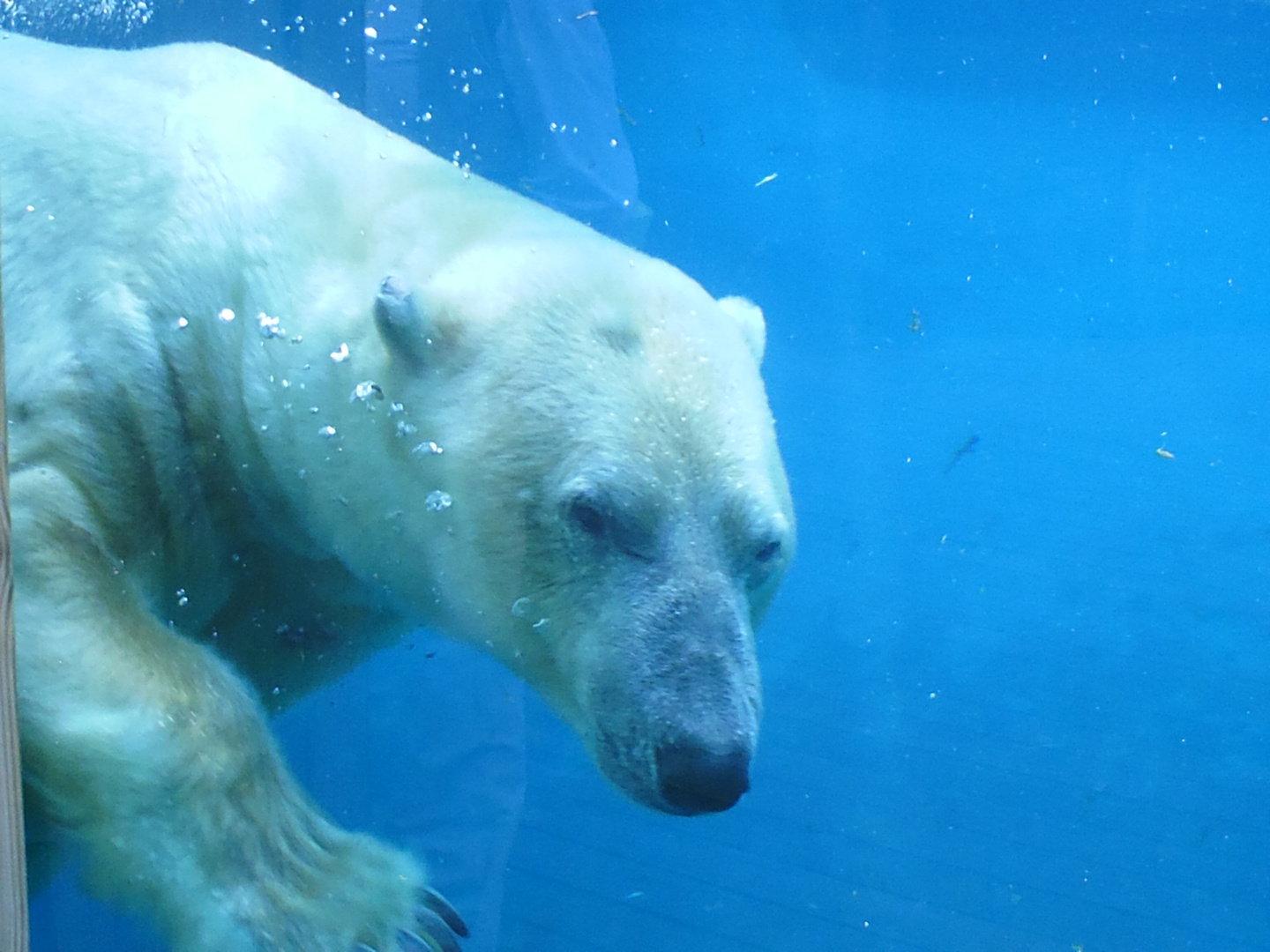 la tristesse de l'ours