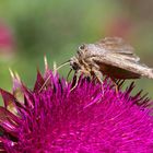 La trompe dans la fleur