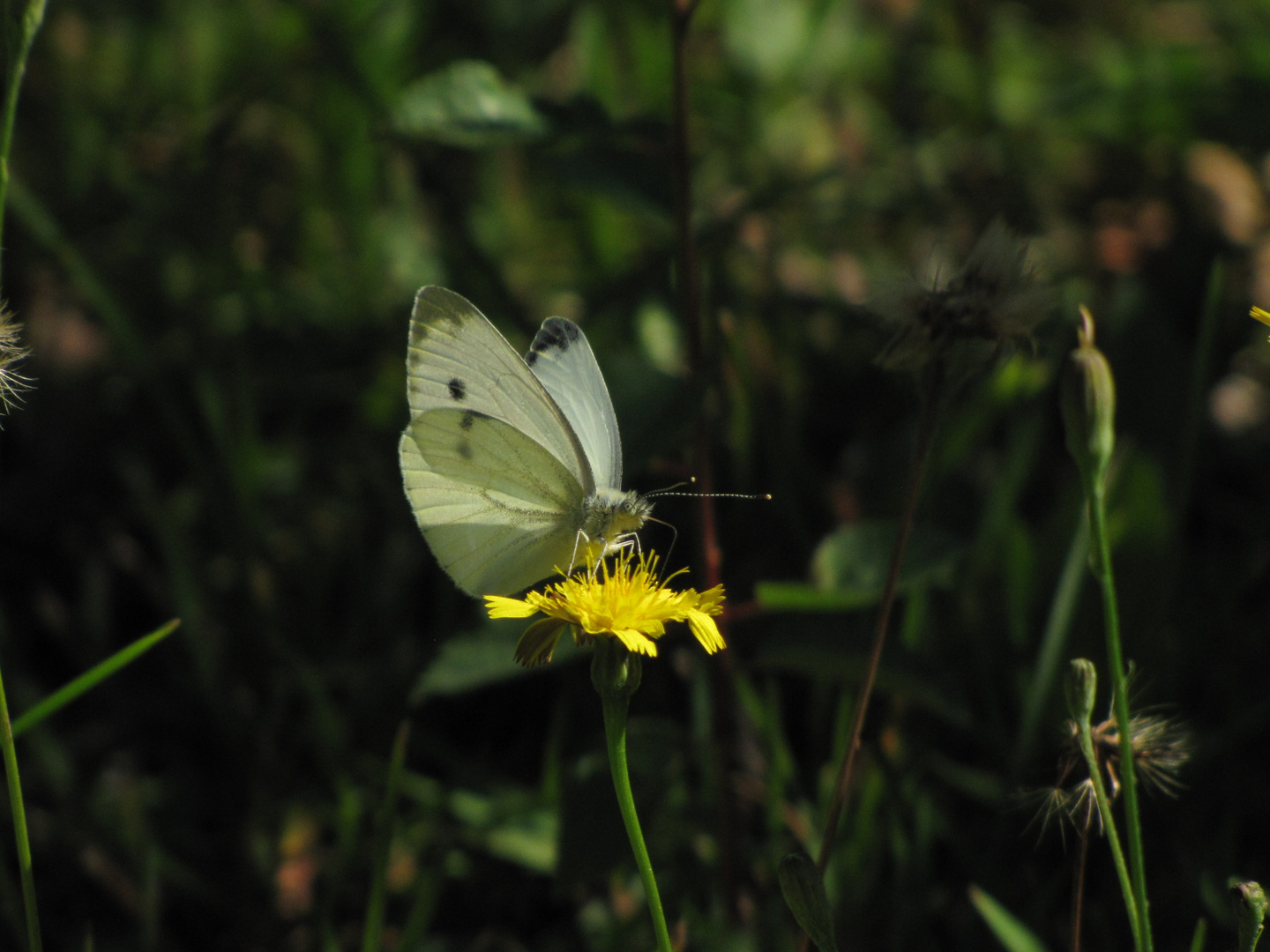 La Truchére_FR 2013_5430