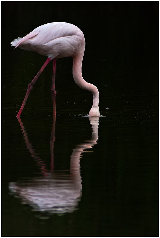 La tête dans l'eau