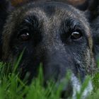 La tête dans l'herbe