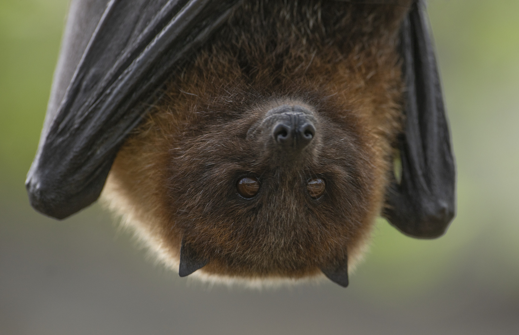 La tête en bas ! (Pteropus rodricensis, chauve-souris de Rodrigues)