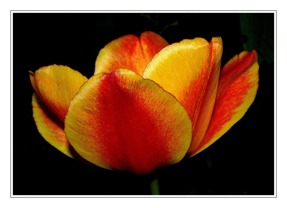 "La tulipe de mon jardin "