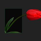 La tulipe en rouge