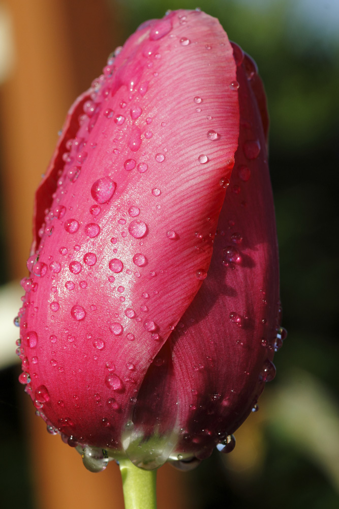 la tulipe et la rosée !!!