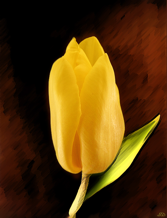 La tulipe jaune.