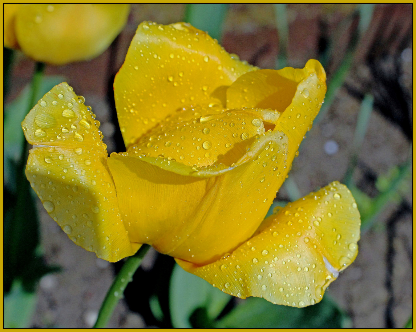 La tulipe jaune