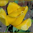 La tulipe jaune