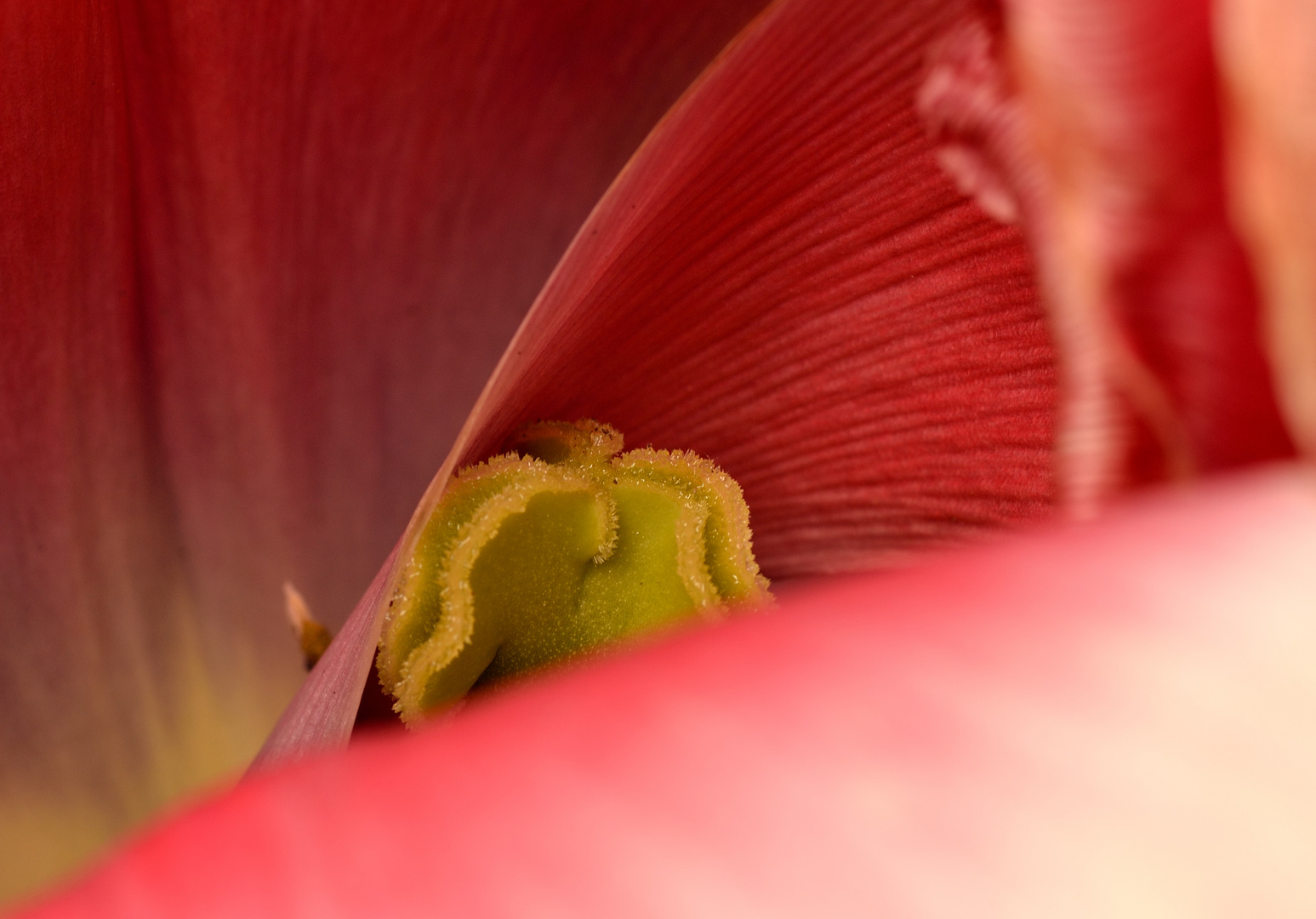 La tulipe joue à cache-cache