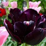 La Tulipe Noire