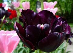 La Tulipe Noire