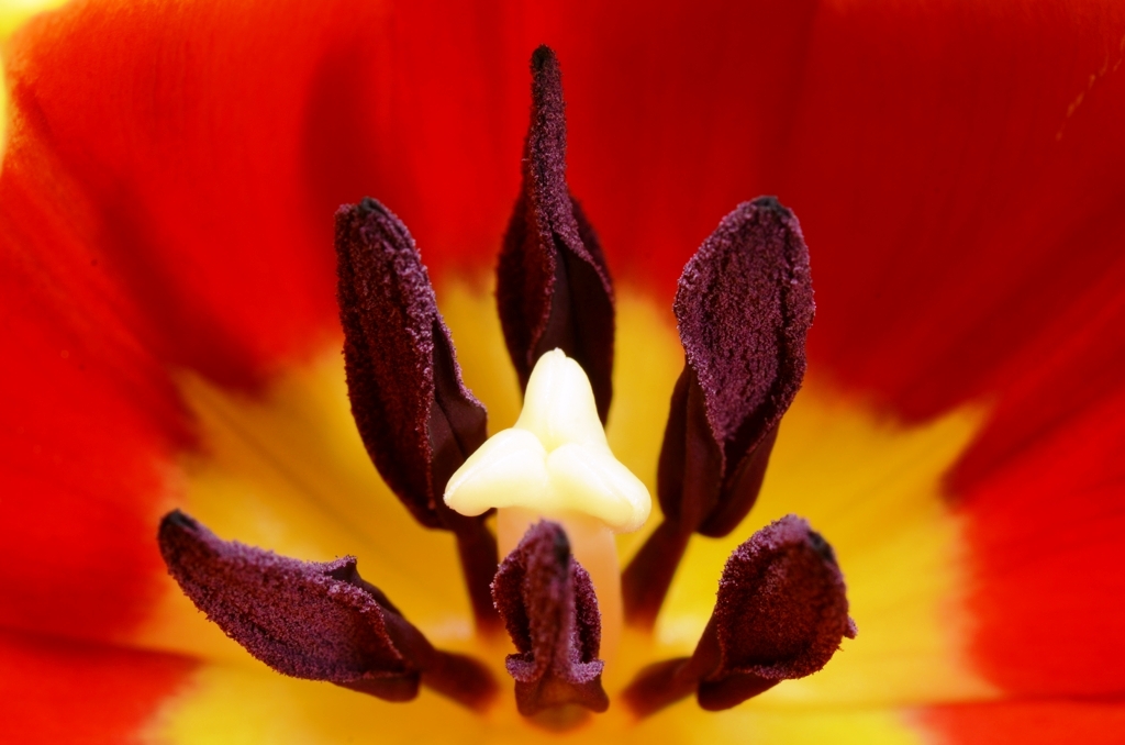 La tulipe nous ouvre la main