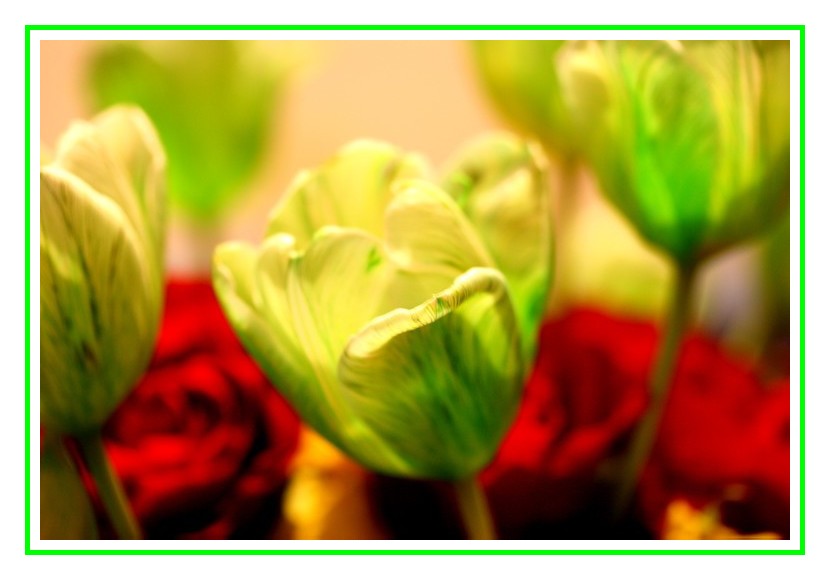 la Tulipe Verte