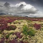 La tundra del Parco Nazionale del Rondane