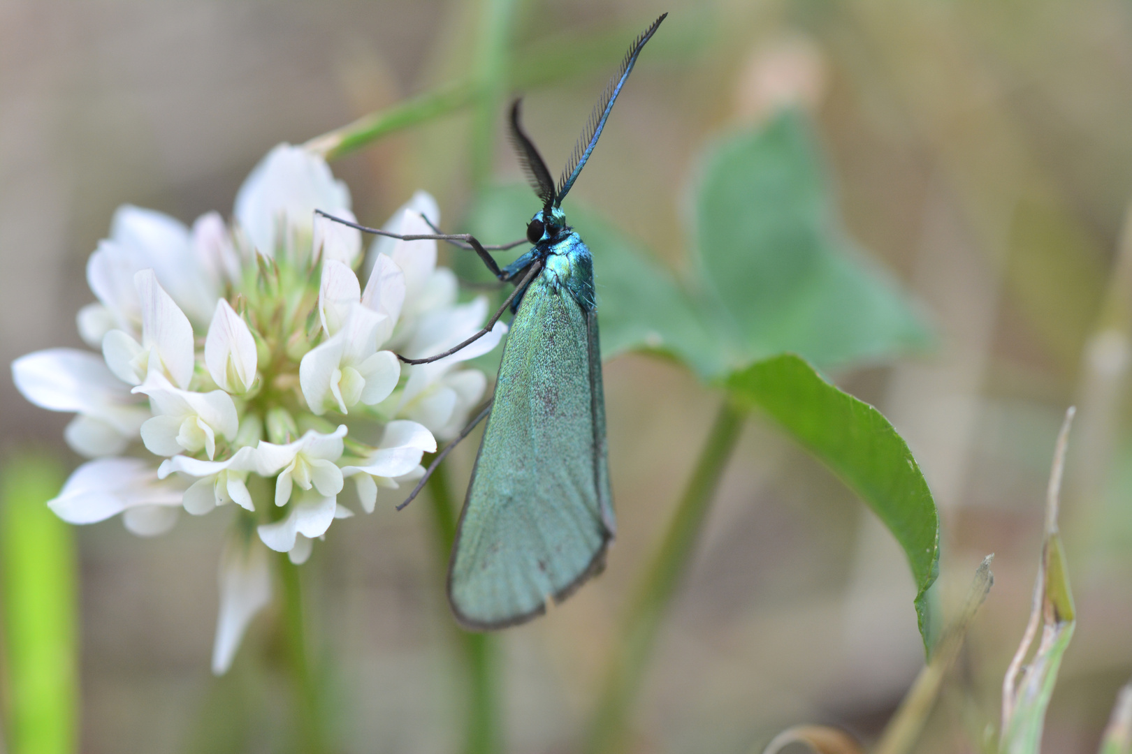 La turquoise de la Sarcille