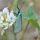 La turquoise de la Sarcille