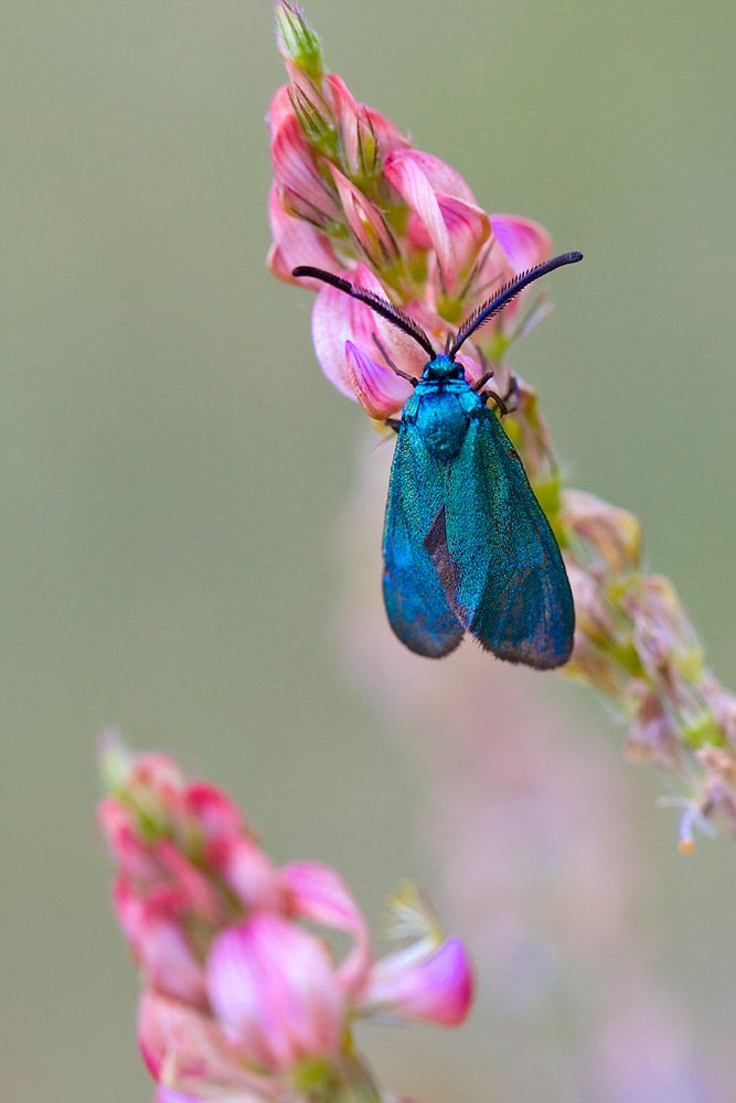 La Turquoise de mes collines.