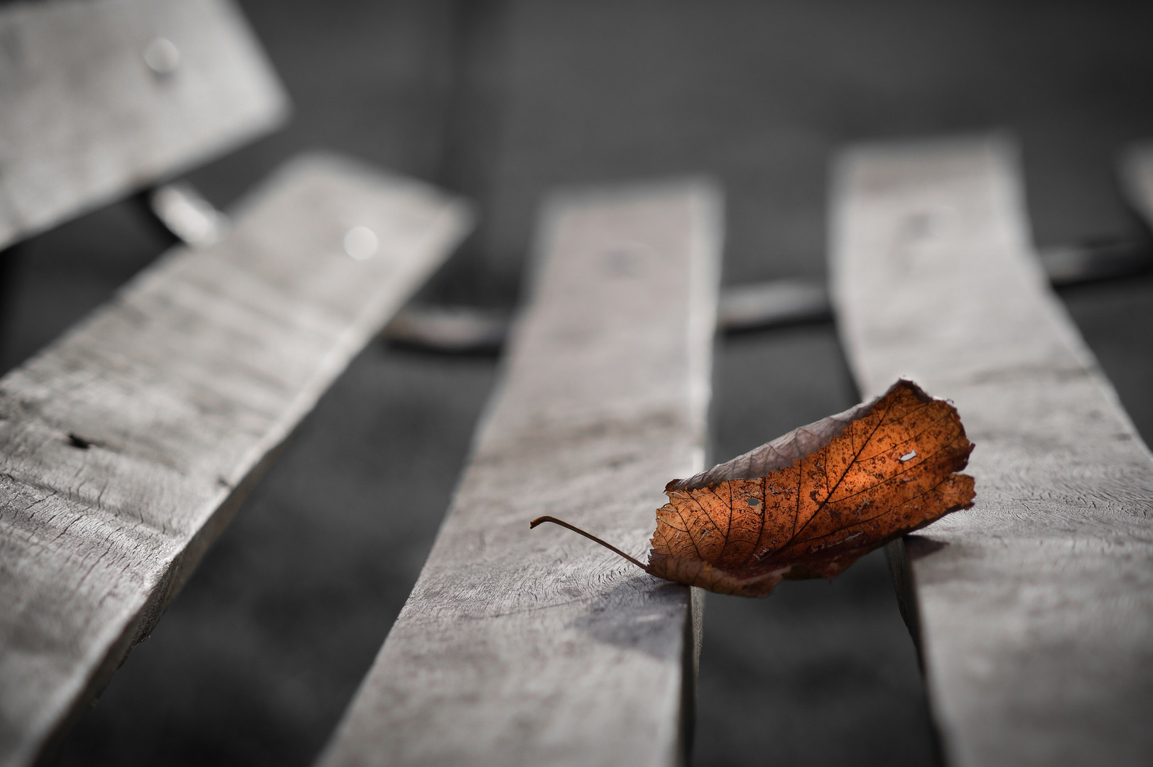 La última del otoño