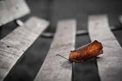 La última del otoño