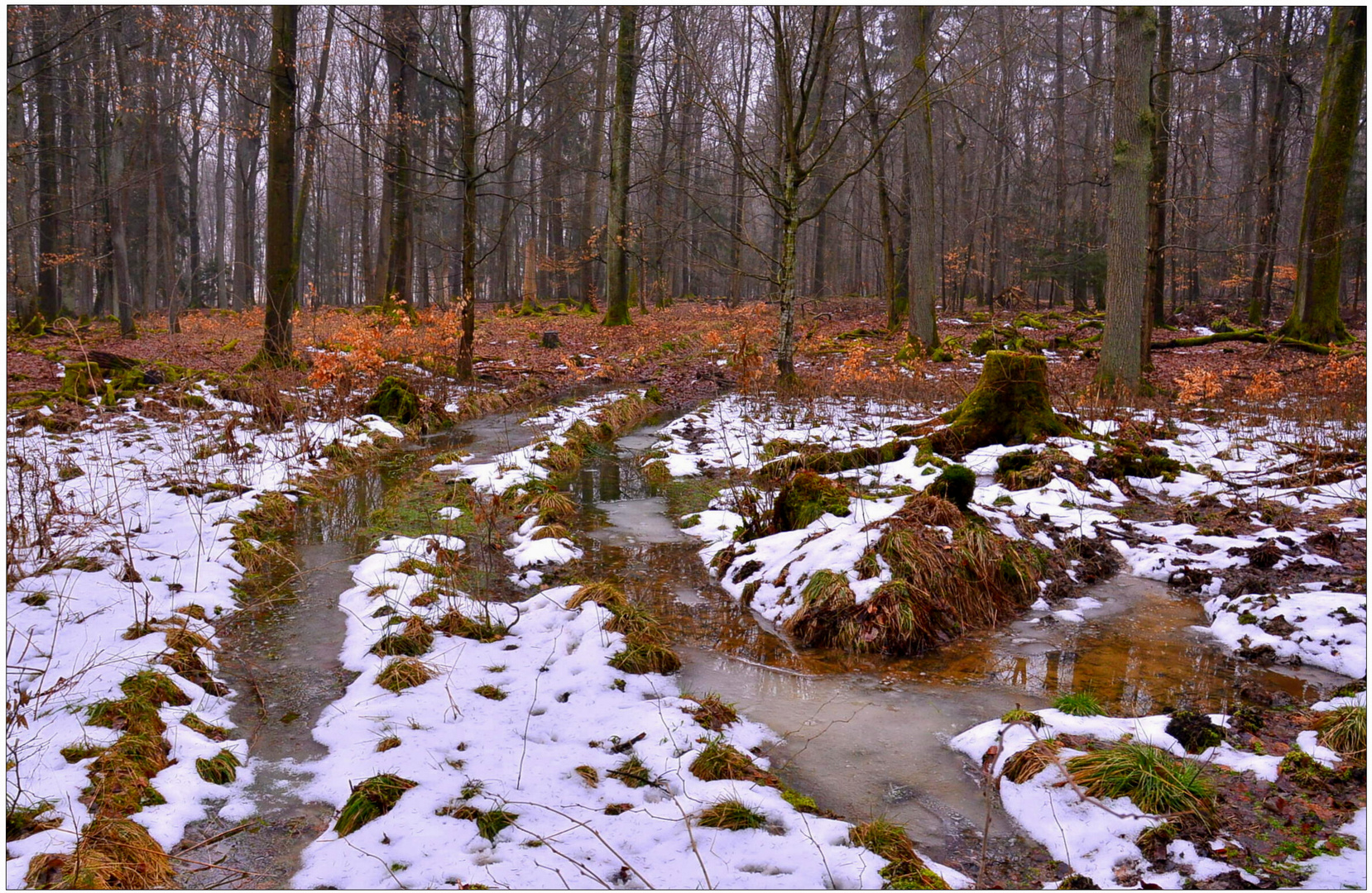 la última nieve en el bosque (der letzte Schnee im Wald)