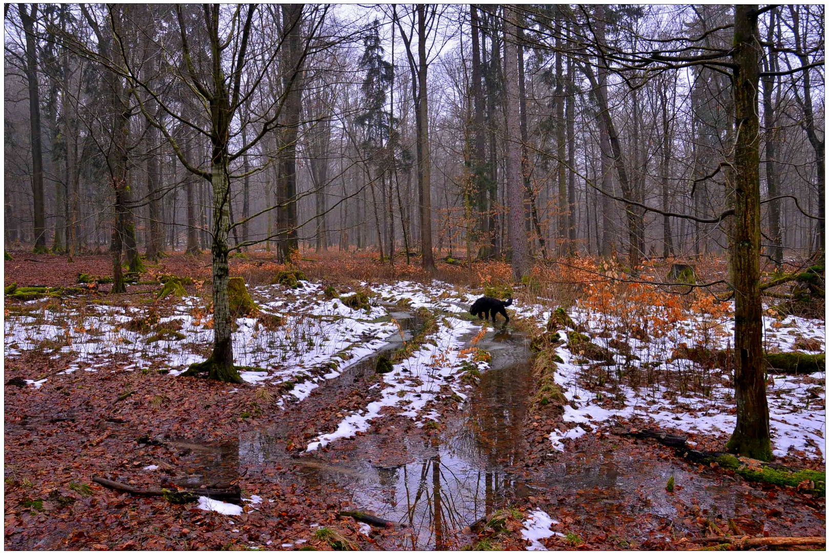 la última nieve en el bosque II (der letzte Schnee im Wald II)