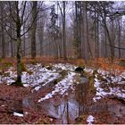 la última nieve en el bosque II (der letzte Schnee im Wald II)