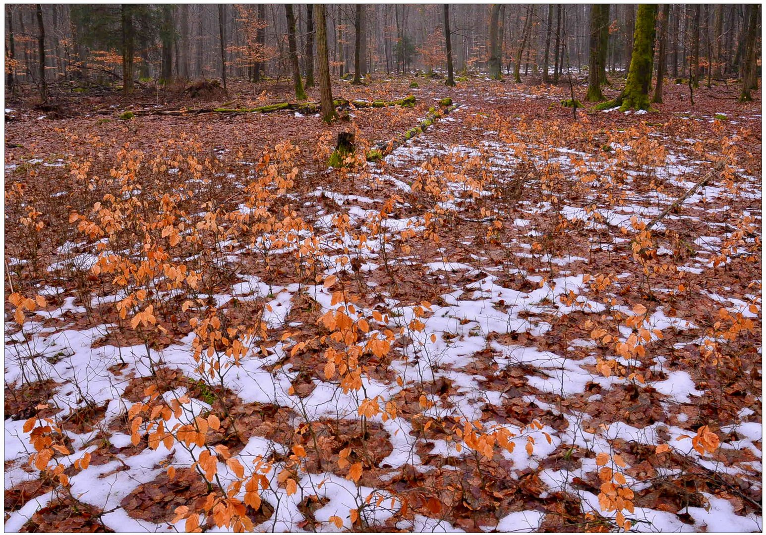 la última nieve en el bosque III (der letzte Schnee im Wald III)