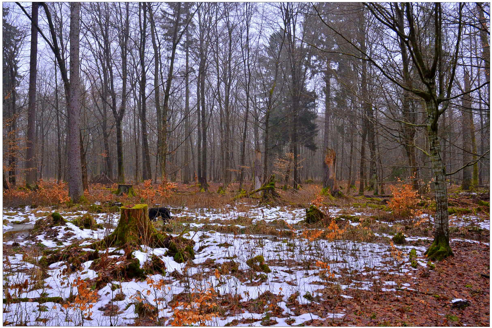 la última nieve en el bosque IV (der letzte Schnee im Wald IV)