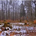 la última nieve en el bosque IV (der letzte Schnee im Wald IV)