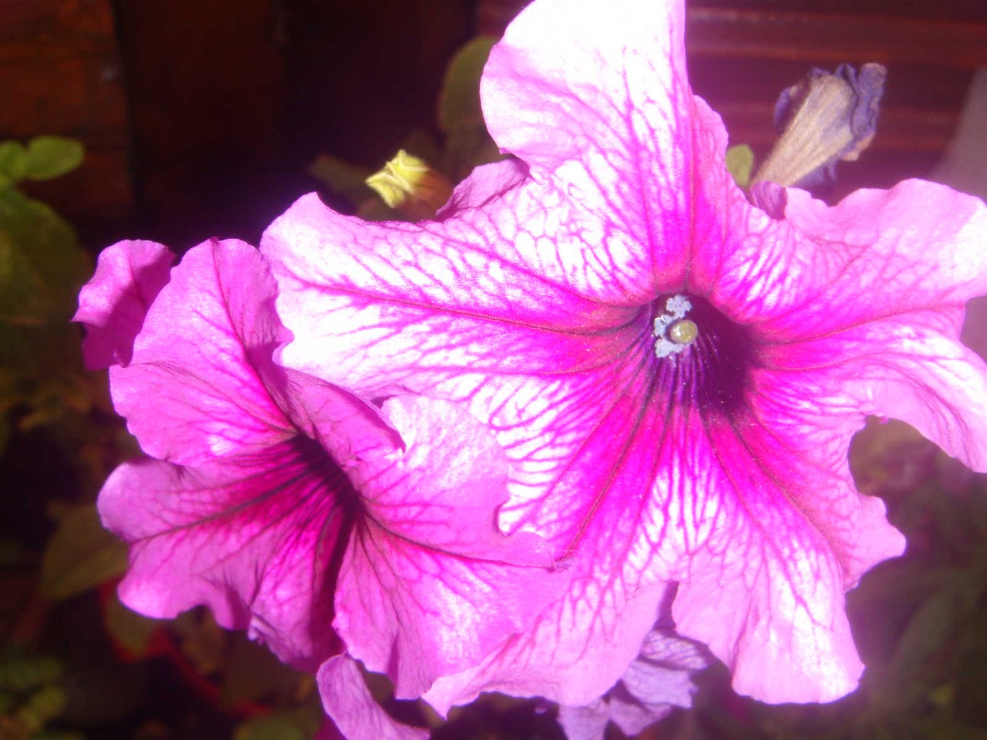 LA ULTIMA PETUNIA DE ESTA PLANTA