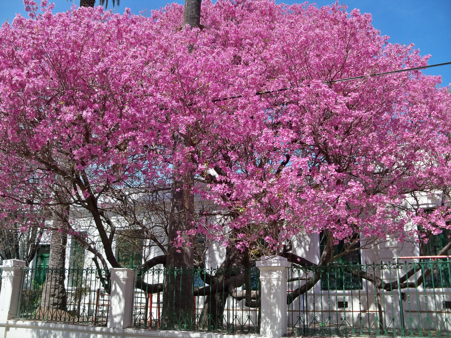 La última primavera.