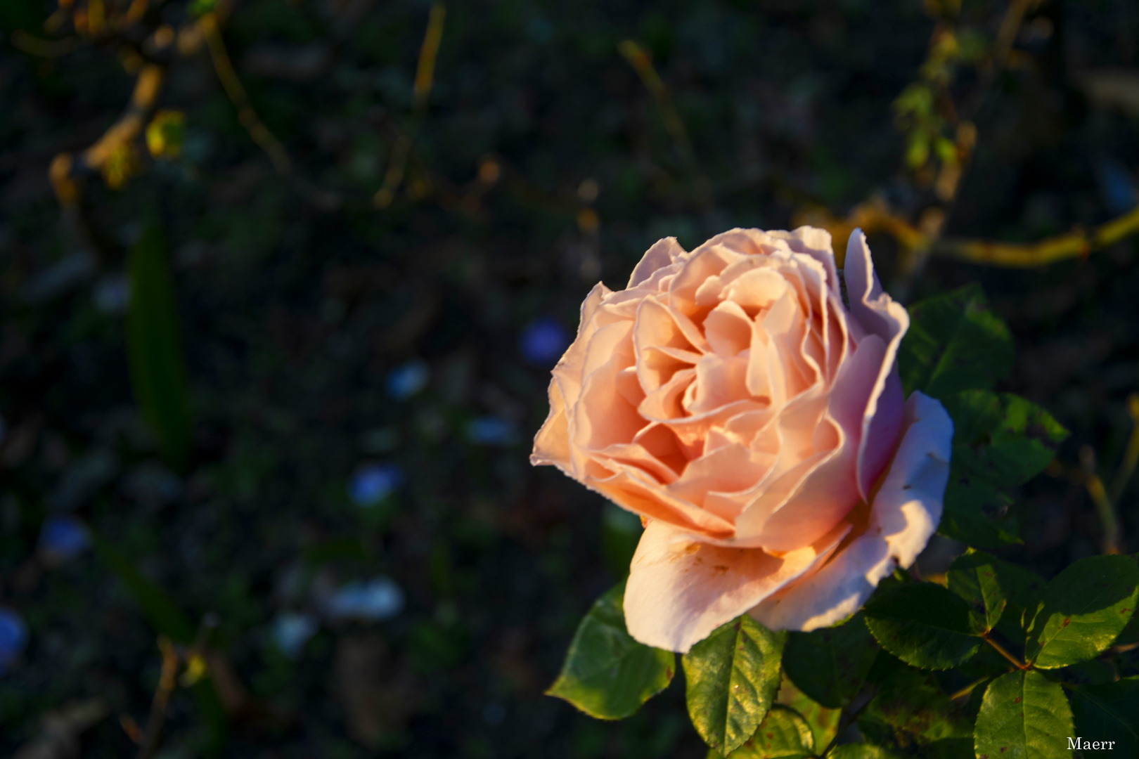 La última rosa de este año, en La Rosaleda del parque de Santiago