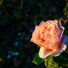 La última rosa de este año, en La Rosaleda del parque de Santiago