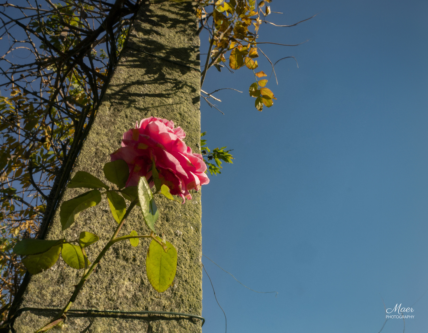 La última rosa que queda en la Alameda.