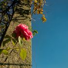 La última rosa que queda en la Alameda.