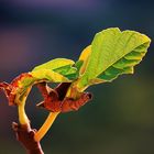 La última verde al sol