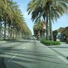 L.A. und die Palmen