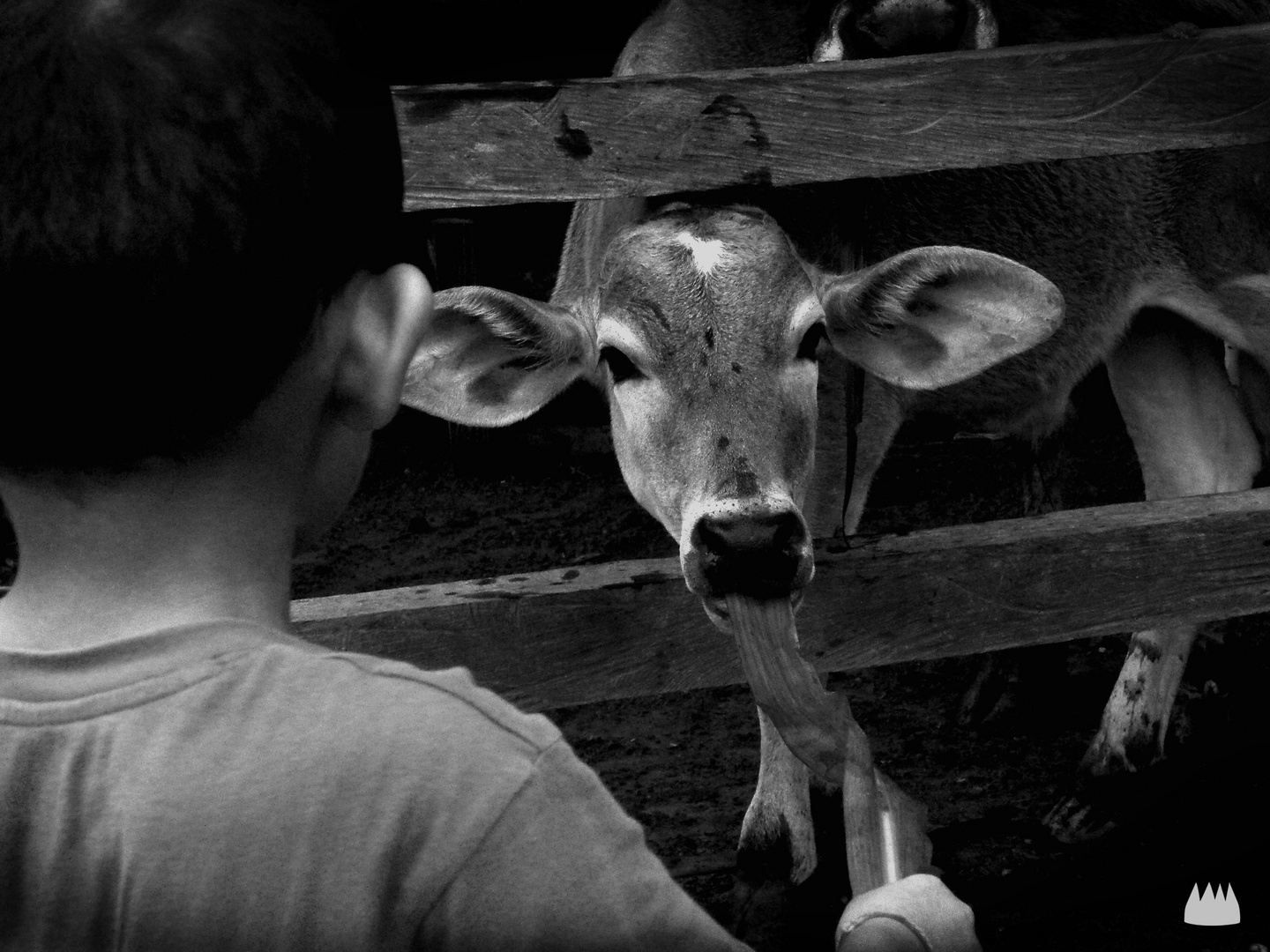 la vaca del niño