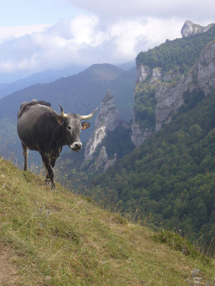 la vaca en abismo