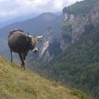 la vaca en abismo