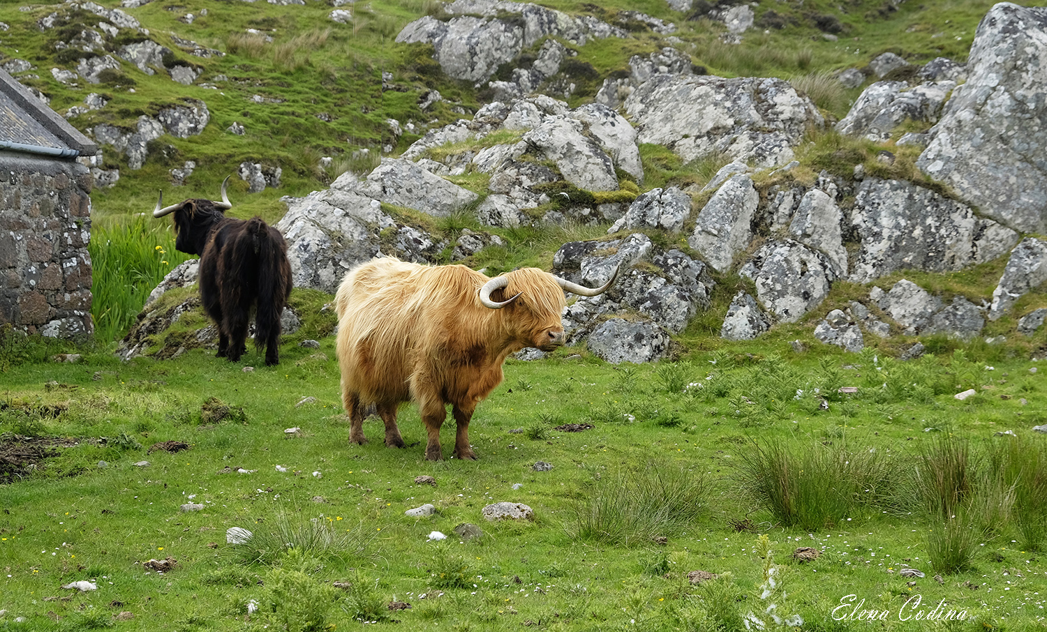 La Vaca Peluda - Escocia