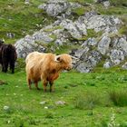 La Vaca Peluda - Escocia