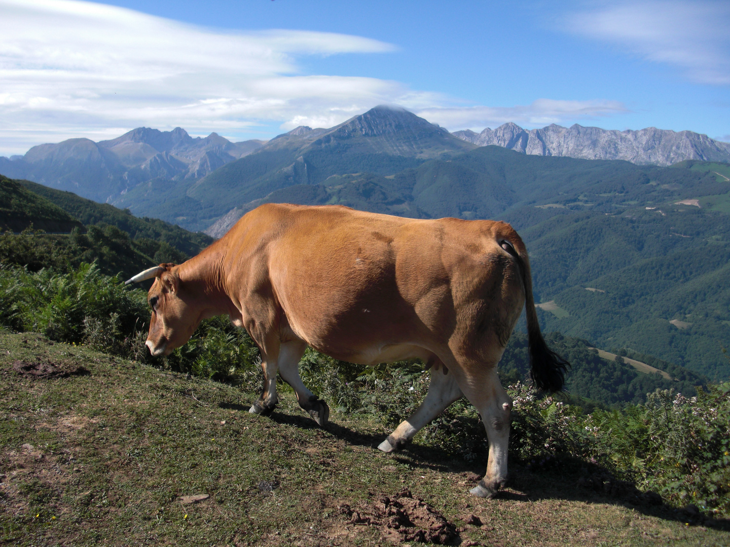 la vaca y sus montañas