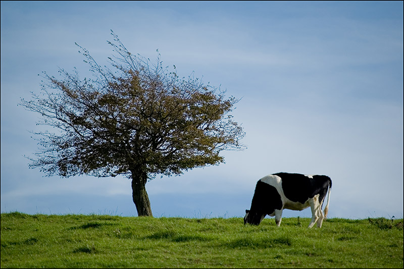 la vache