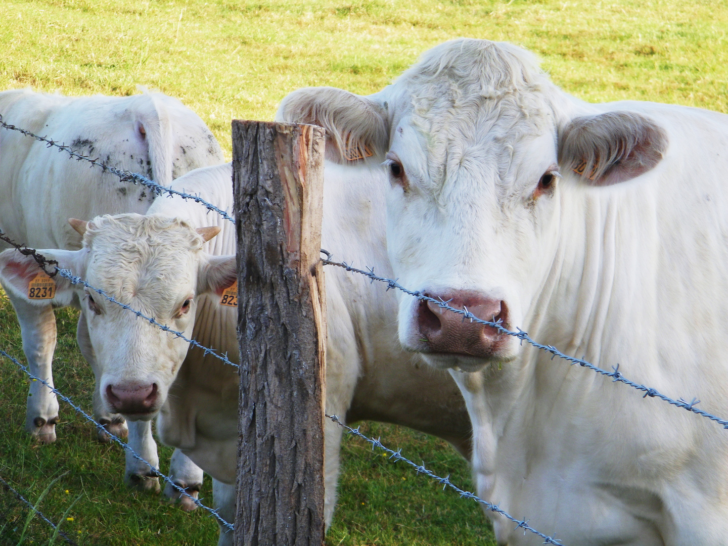 La vache !